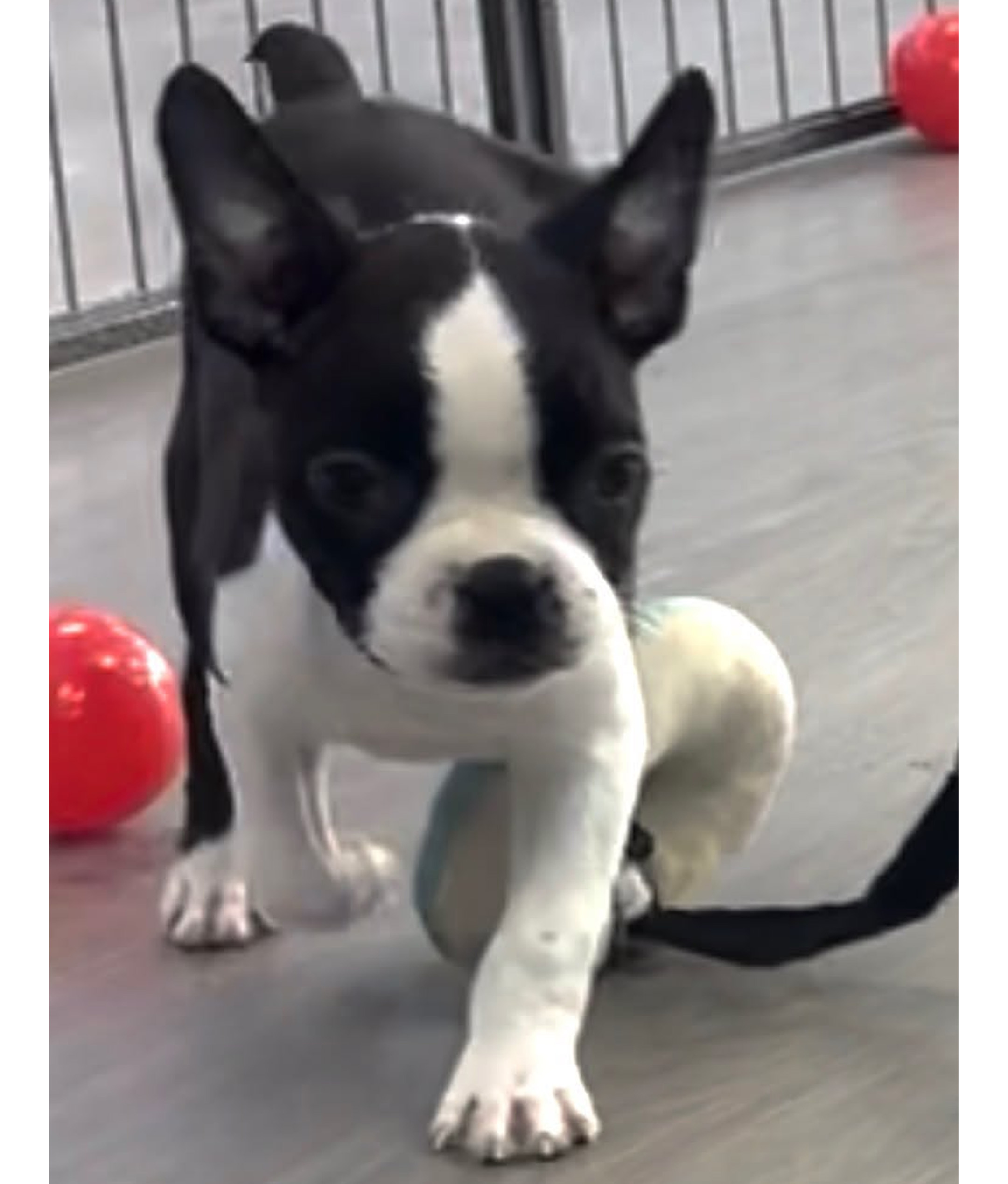 Lucy